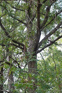 Bluff oak Quercus austrina