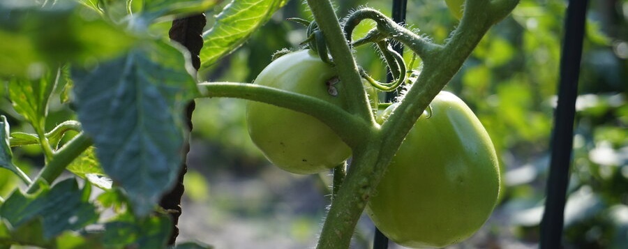 gardens.jpg