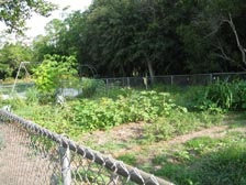 NE 31 Avenue Park Community Garden