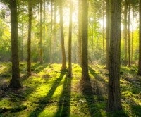 forest with sun shining through the trees