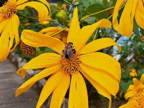 Bee pollinates yellow flower