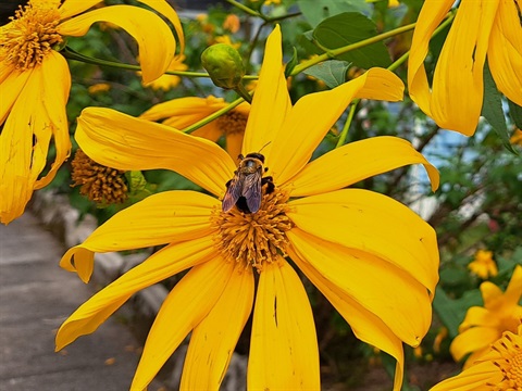 Bee pollinates yellow flower