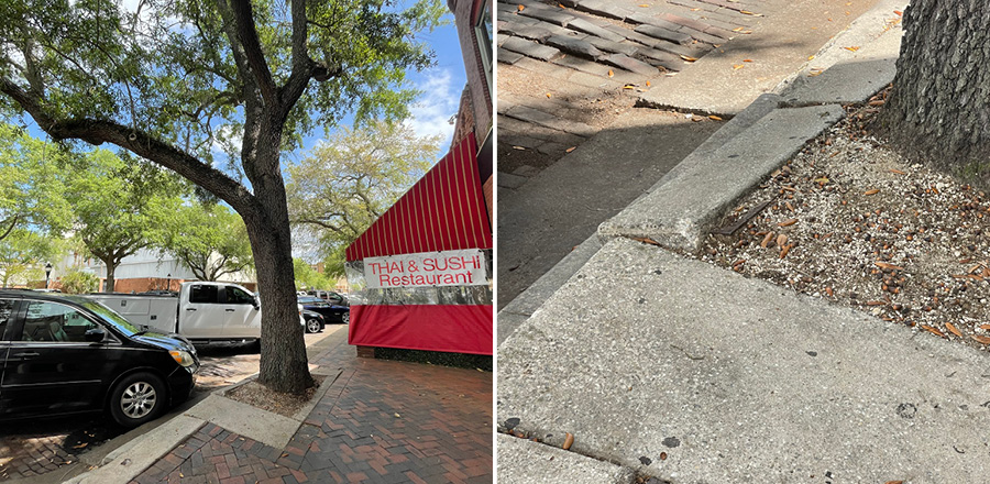 Live oak tree downtown with sidewalk damage