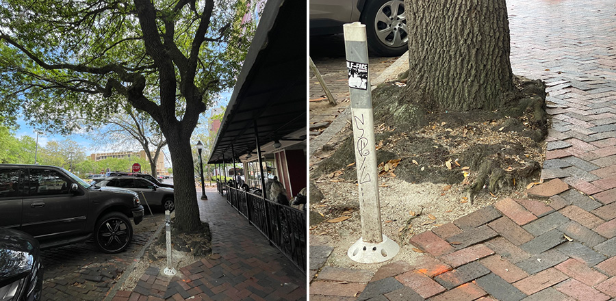 Shumard oak tree downtown with sidewalk and roadway damage