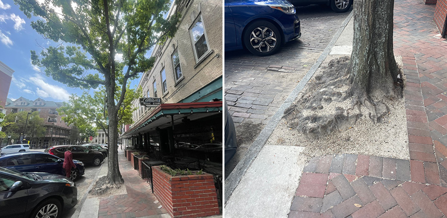 Shumard oak tree downtown with sidewalk and road damage