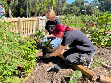 Gardeners tend to their plots at McRorie Community Garden.