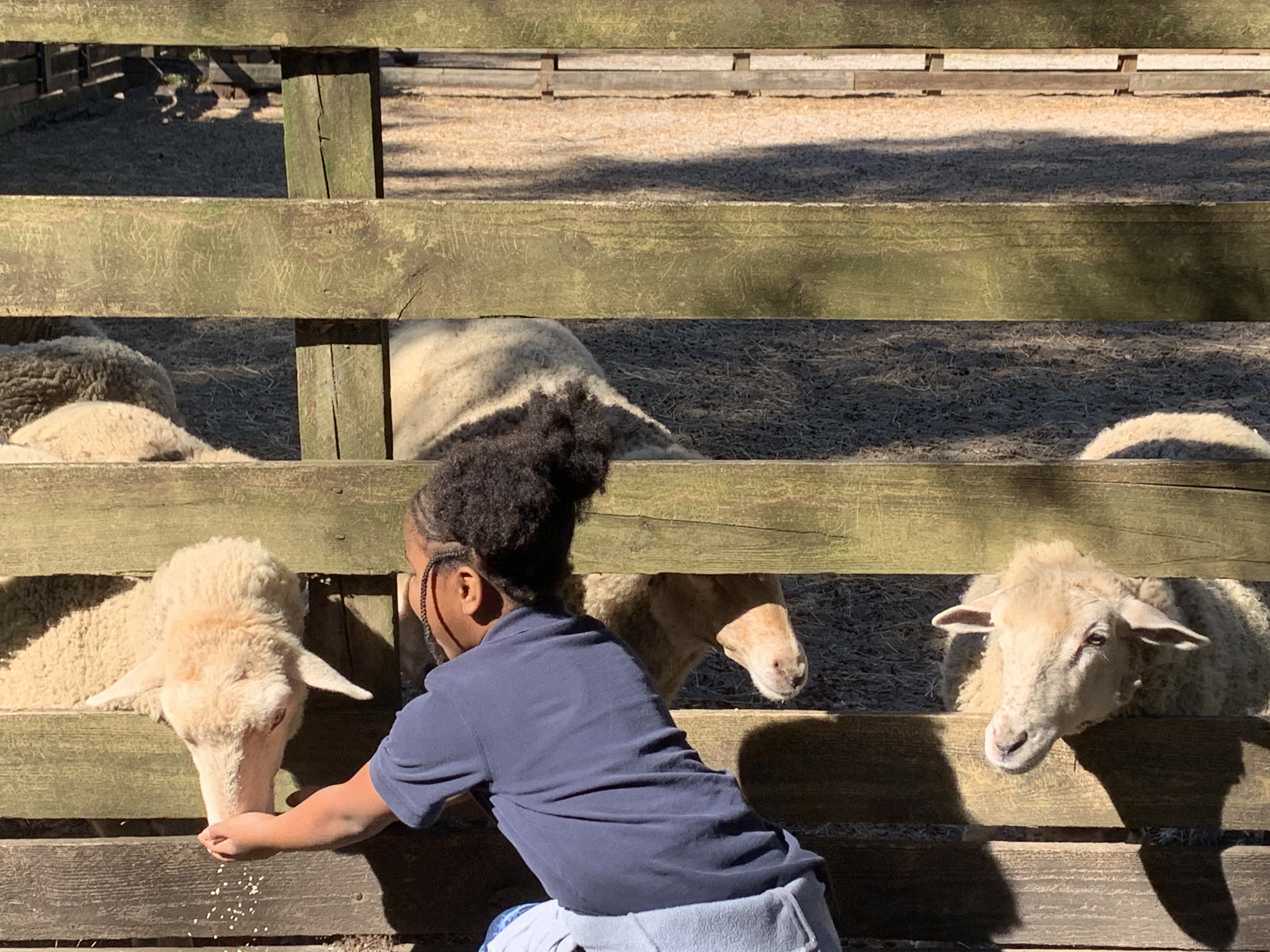 Feeding-Sheep.jpg