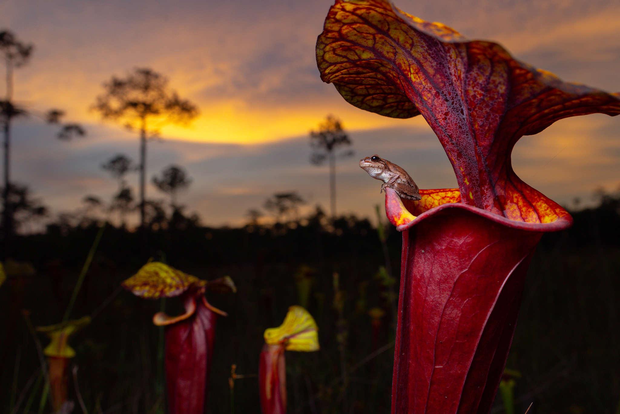 Photo of a frog on a pitcher plant during sunset, by Matt Bruce