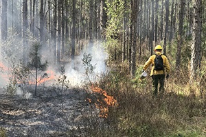 Controlled burn