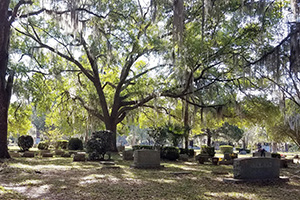 Image of Evergreen Cemetery with old shade trees over gravestones
