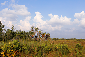 Prairie land with palm trees in the Everglades, Florida