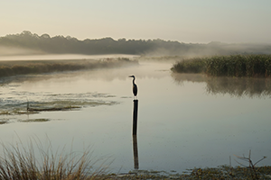 A foggy morning at Sweetwater Wetlands Park
