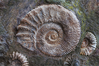 Nautilus fossil