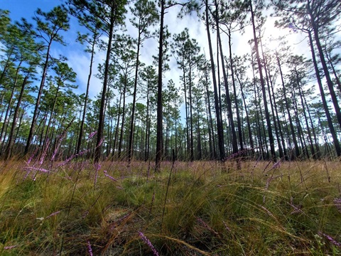 Morningside Nature Center (1).jpg