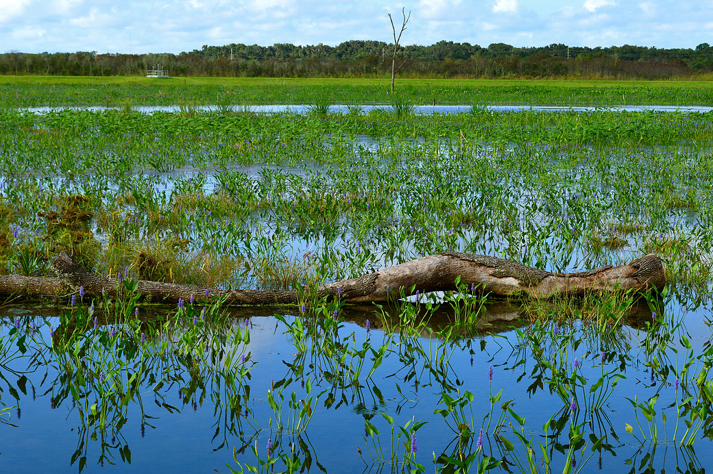 Sweetwater wetlands.jpg