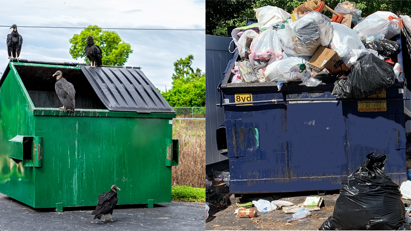 dumpsters with bird problems and overflowing problems