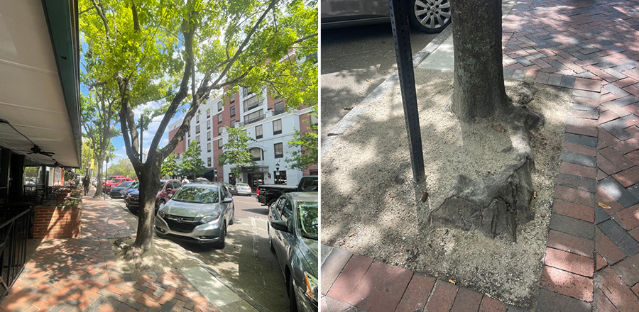 Shumard oak tree downtown with sidewalk and road damage