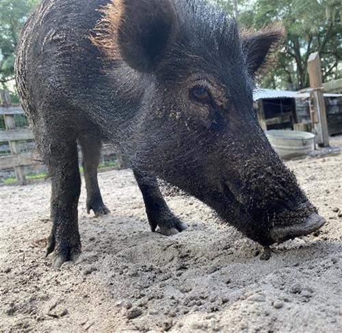 Buttercup the pig at Morningside