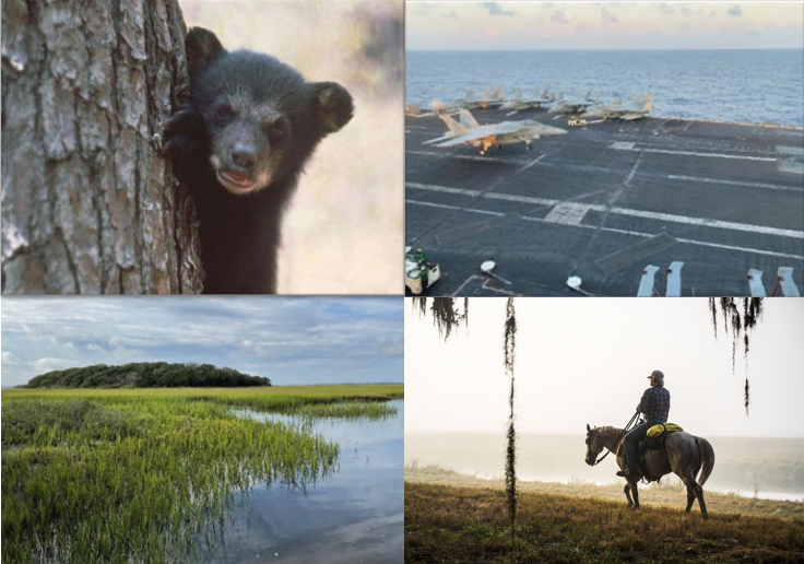 Photo of a frog on a pitcher plant during sunset, by Matt Bruce