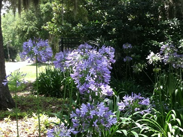 Agapanthus africanus in the Thomas Center gardens