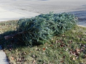 Christmas tree set out curbside for collection